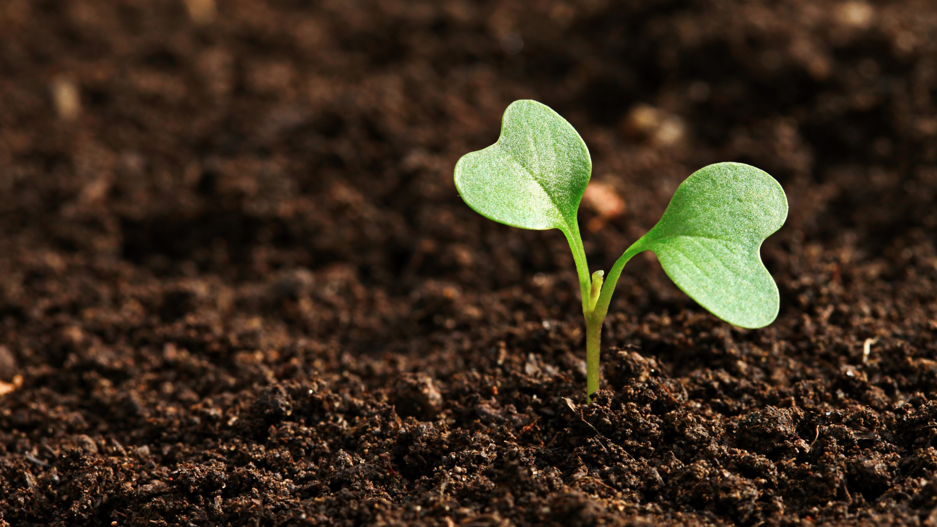Green seedlings sprouting from rich, dark soil made from backyard compost